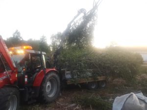 Bortforsling och avlastning av ris