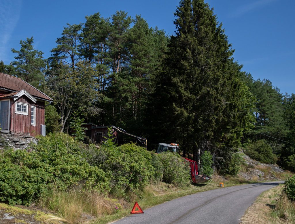 FÖRE VI FÄLLDE TRÄDEN