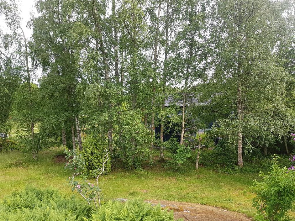 FÖRE TRÄDFÄLLNING