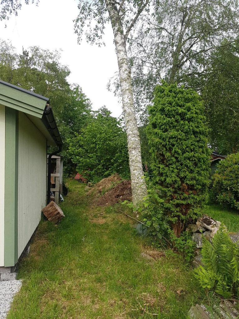 Före fällning i Orust