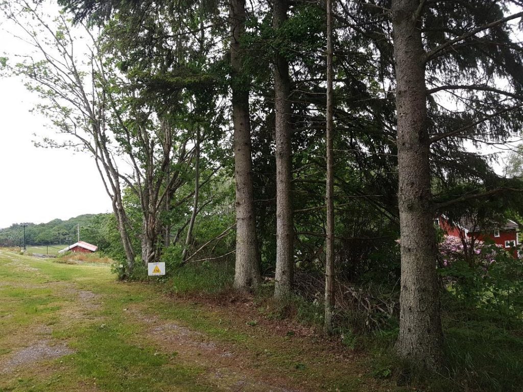 Före trädfällning