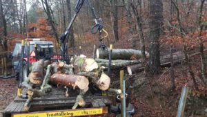 Trädfällning Uddevalla