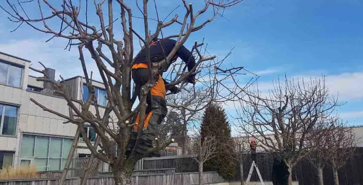 Trädbeskärning utförs i Tjörn