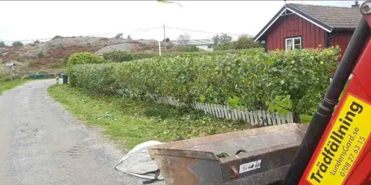 Häckklippning i Tanum