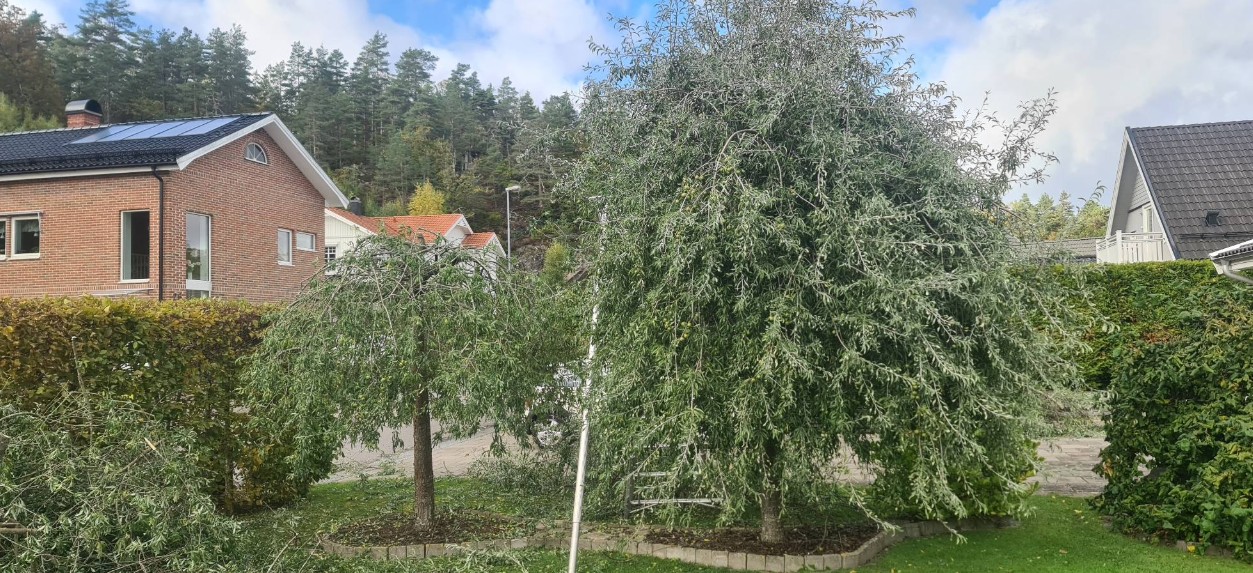 Beskärning av Silverpäronträd i Trollhättan