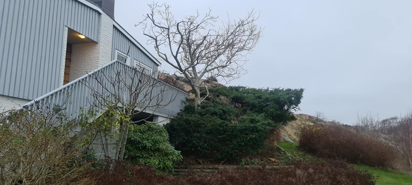 Beskärning av valnötsträd i Lysekil