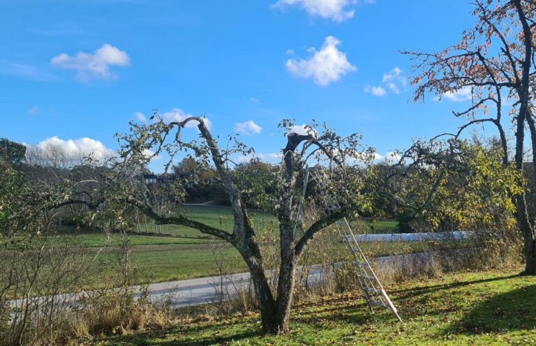 Trädbeskärning i Trollhättan, Päronträd