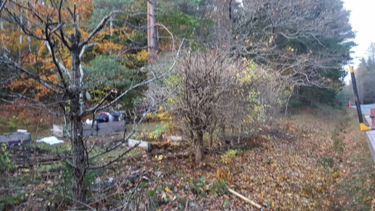 Trädfällning av arborist i Munkedal