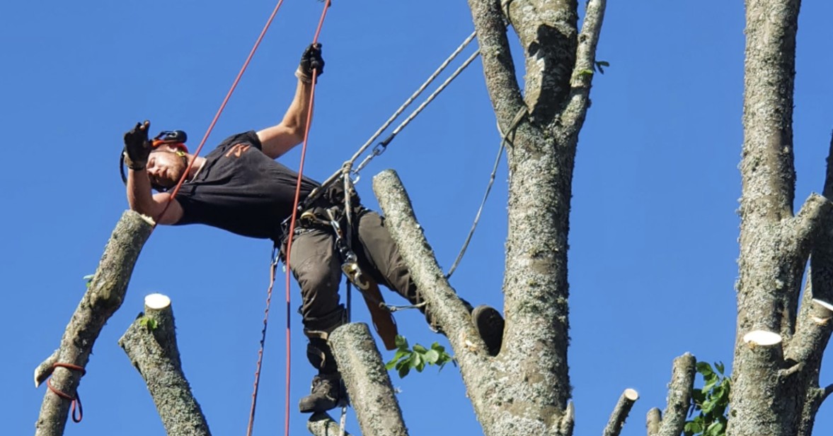 Arborist högt upp i ett träd