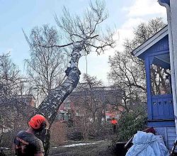 Trädfällningstekniker från marken